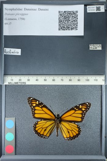 Media type: image;   Entomology 165064